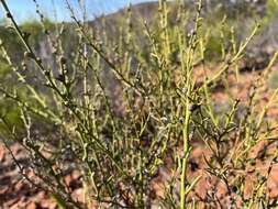 Image de Acacia continua Benth.