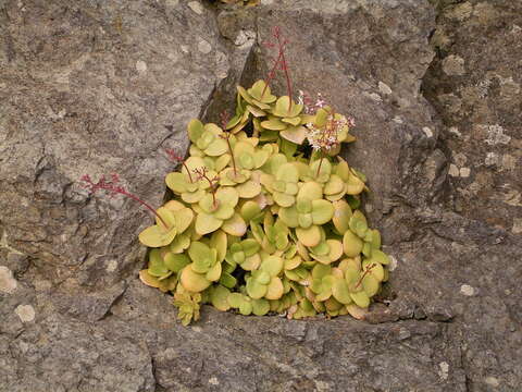 Image of Cape Province pygmyweed