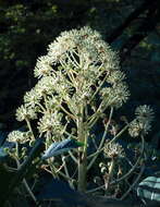 صورة Fatsia