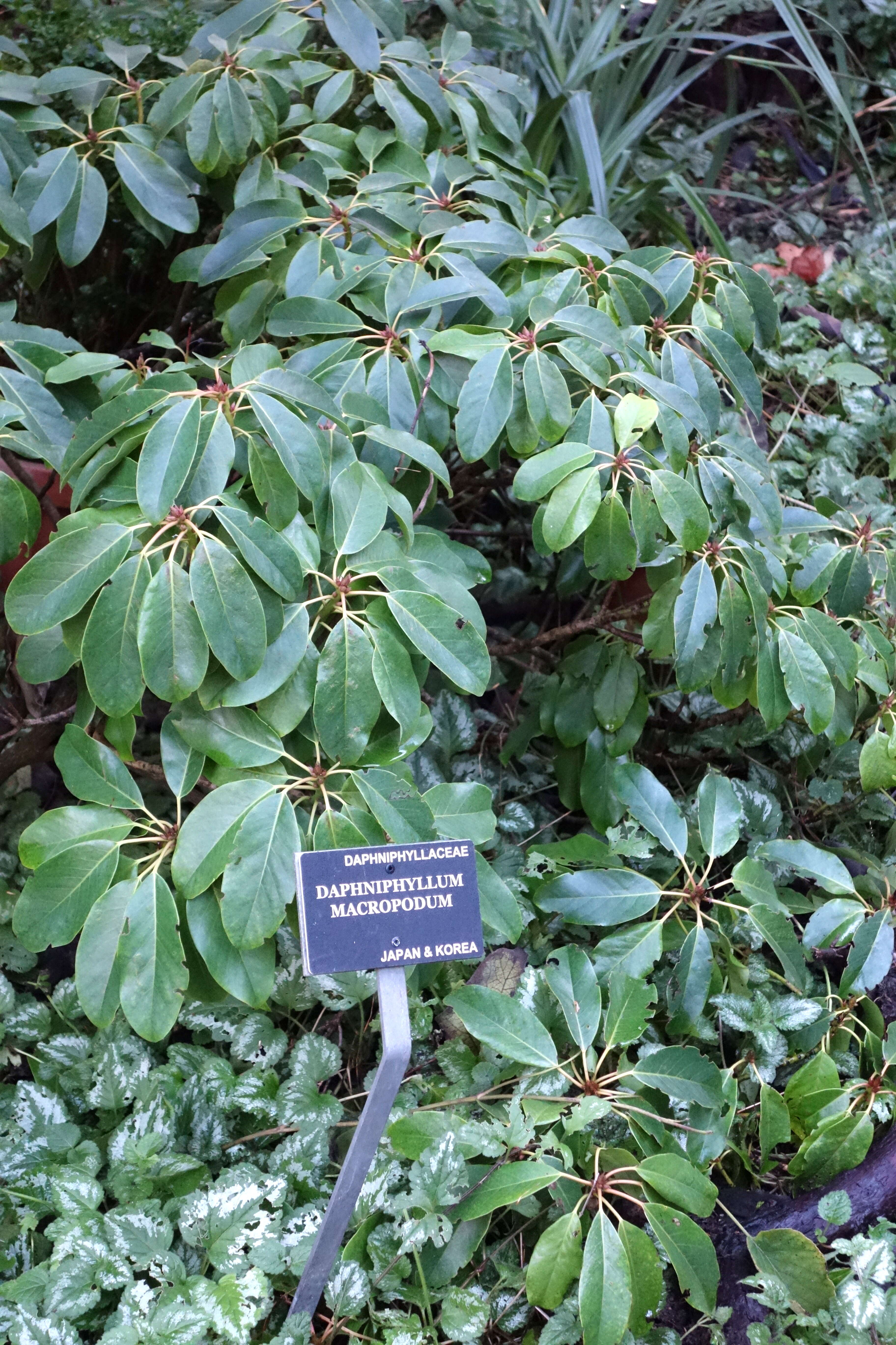 Imagem de Daphniphyllum macropodum Miq.