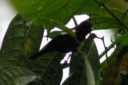 Image of White-shouldered Tanager