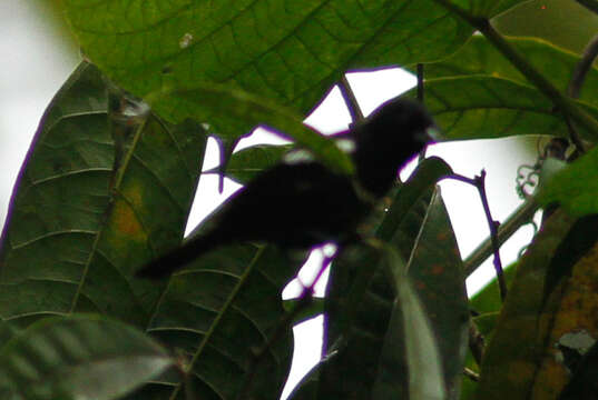 Image of White-shouldered Tanager