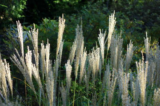 Image of Chinese silvergrass