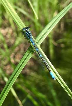 Image of Crescent Bluet