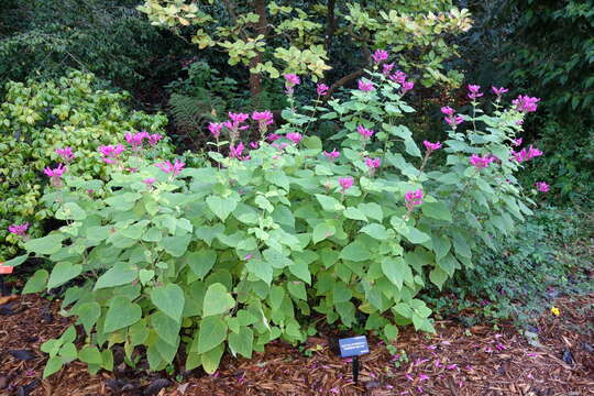 Image of Rosyleaf Sage