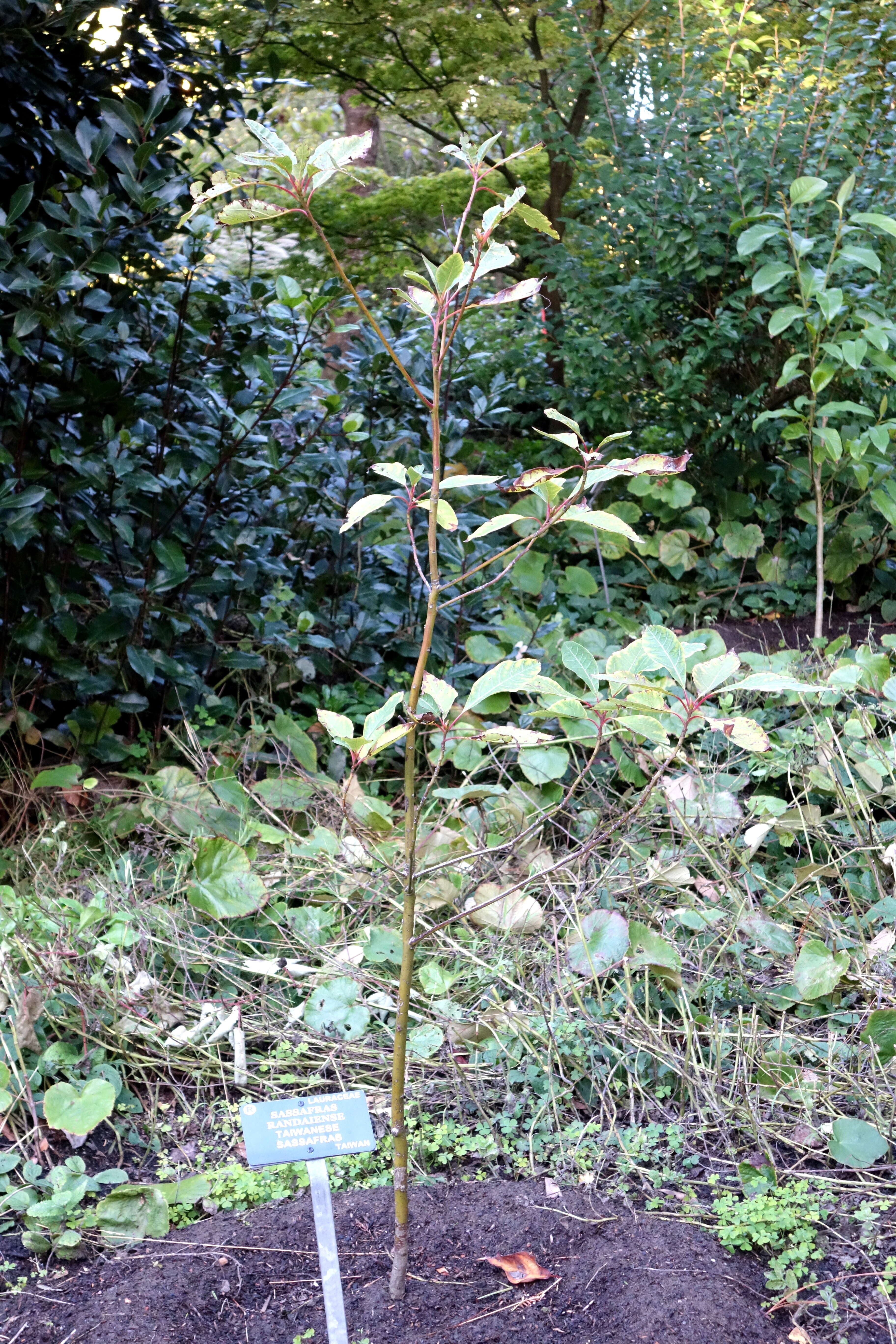 Image of Sassafras randaiense (Hayata) Rehder