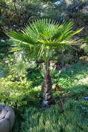 Trachycarpus martianus (Wall. ex Mart.) H. Wendl. resmi