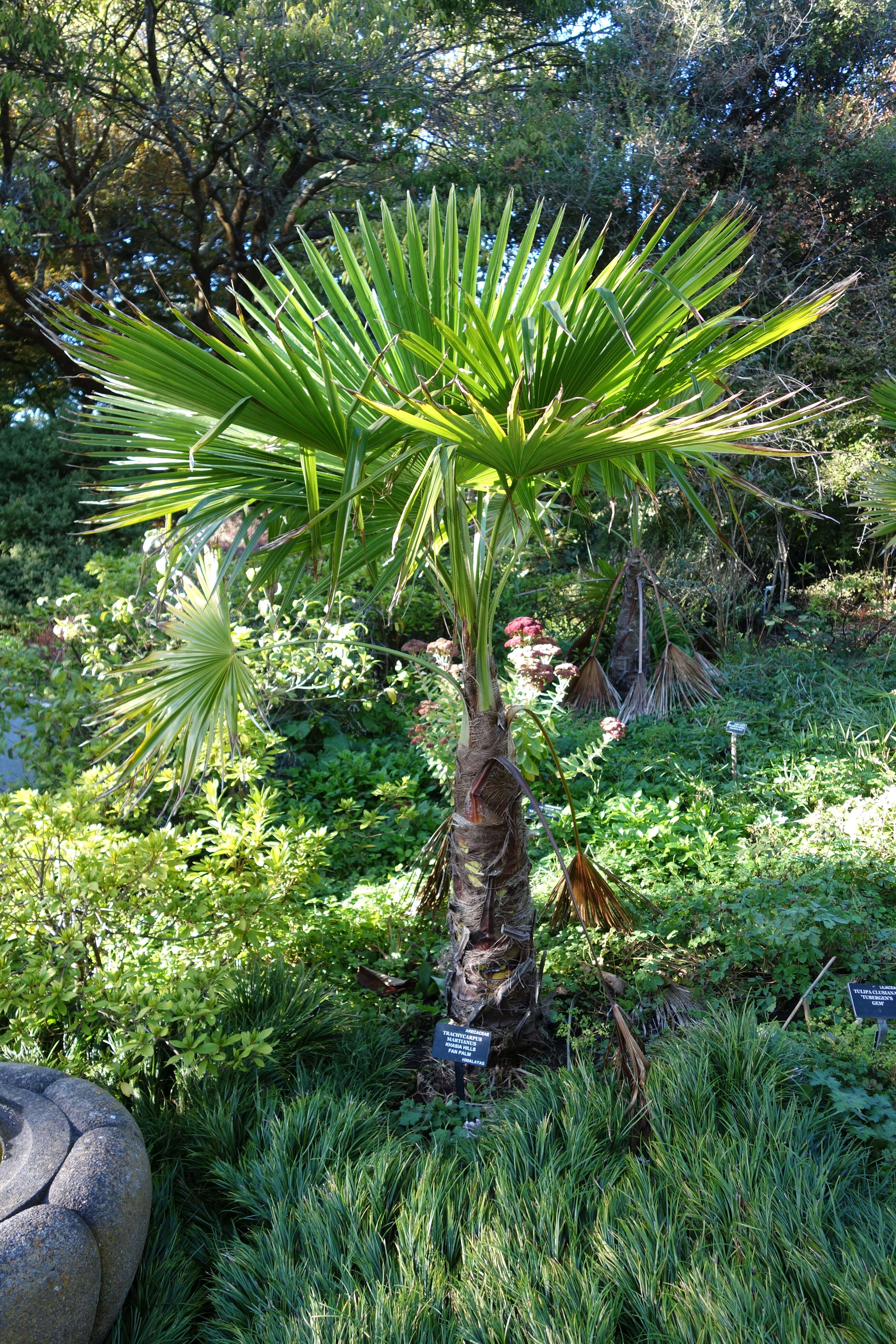 Trachycarpus martianus (Wall. ex Mart.) H. Wendl. resmi