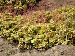 Image of Cape Province pygmyweed