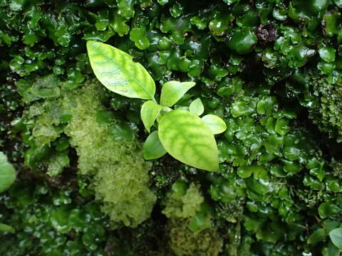 Image of Geniostoma rupestre var. ligustrifolium (Cunn.) B. J. Conn