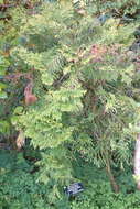 Image of Chinese Incense-cedar