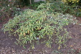 Image of Edgeworthia gardneri Meissn.