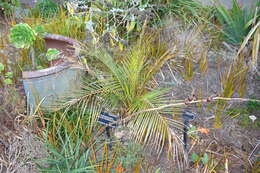 Image of Macrozamia mountperriensis F. M. Bailey