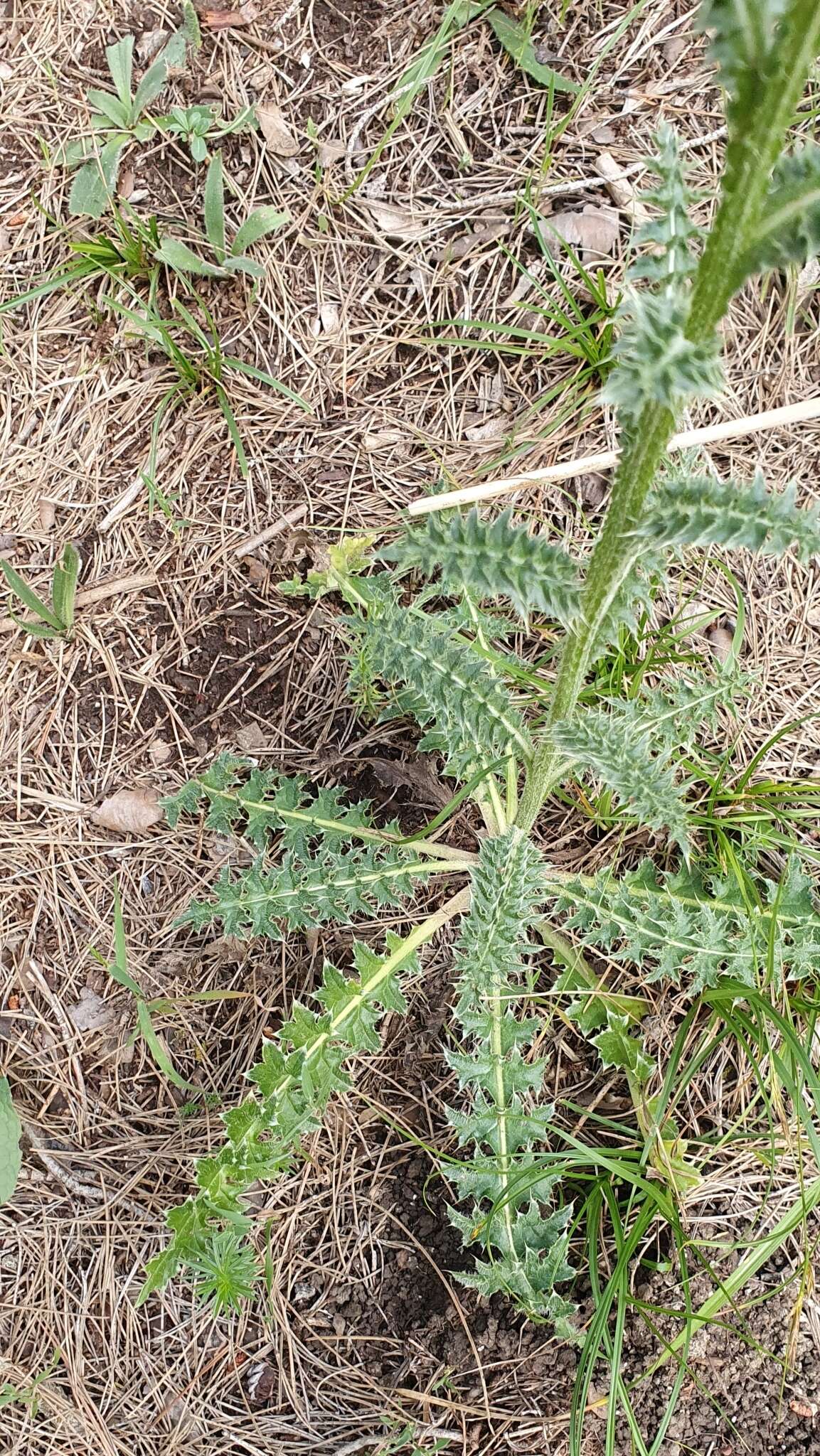 Plancia ëd Carduus macrocephalus Desf.