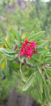 Image of Fuchsia lycioides Andr.