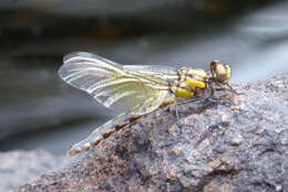 Imagem de Ophiogomphus howei Bromley 1924