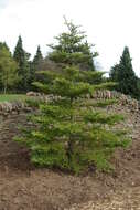 Image of Korean Fir