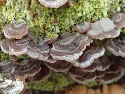 Image of Auricularia brasiliana Y. C. Dai & F. Wu 2015