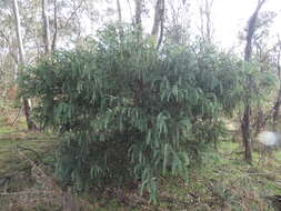 Image of Acacia vestita Ker Gawl.