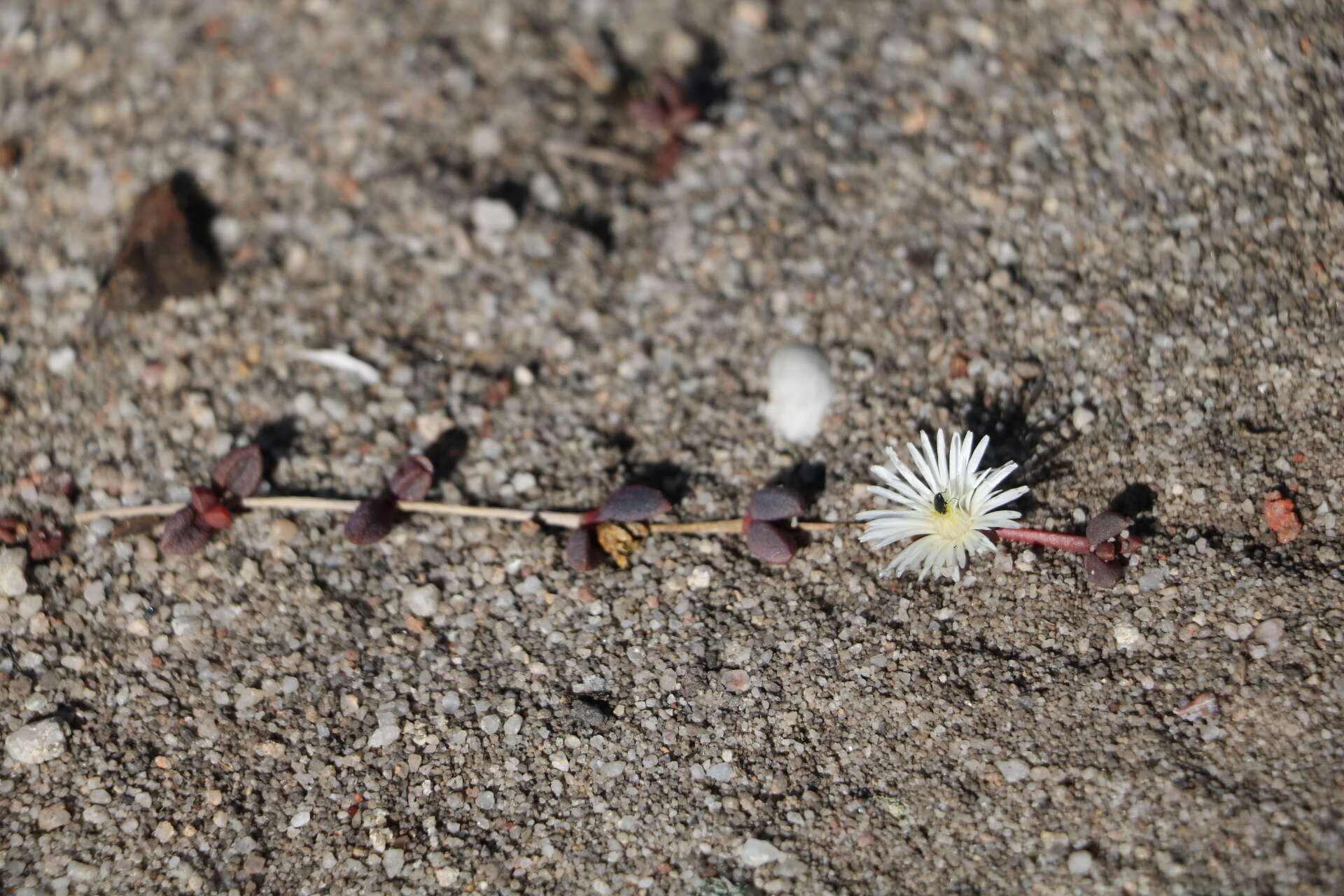 Image of Delosperma subpetiolatum L. Bol.