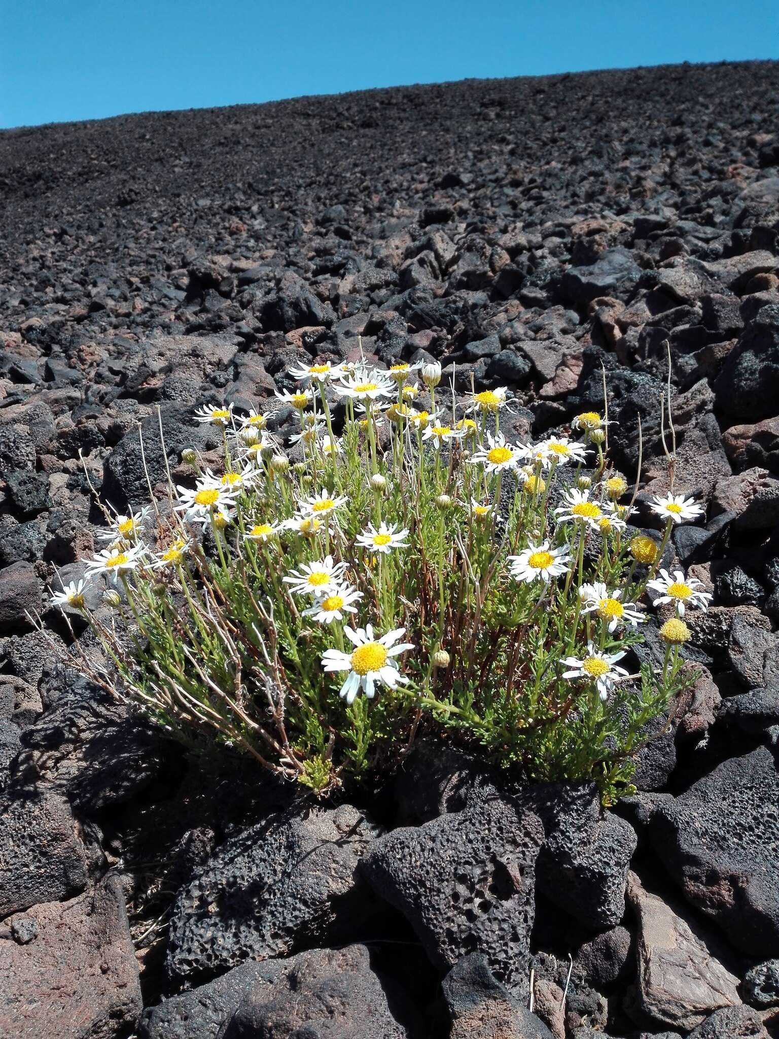 Image of Argyranthemum tenerifae C. J. Humphries