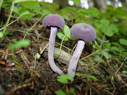 Image of Laccaria amethystina Cooke 1884