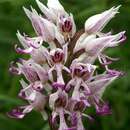 Image of Orchideae
