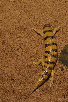 Image of Common sandfish