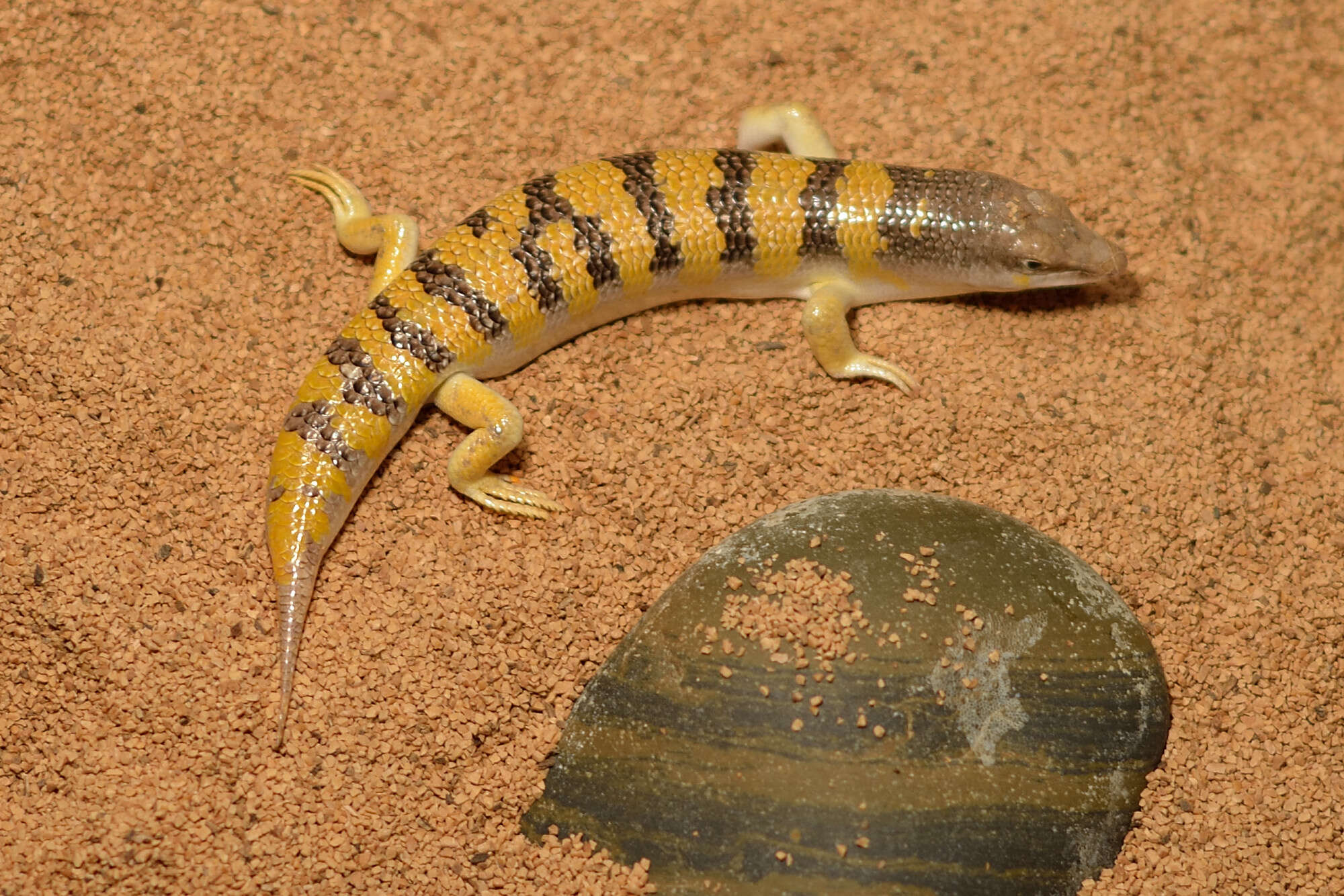 Image of Common sandfish