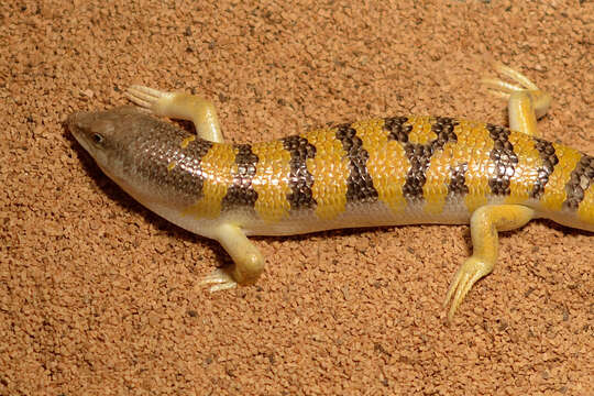 Image of Common sandfish