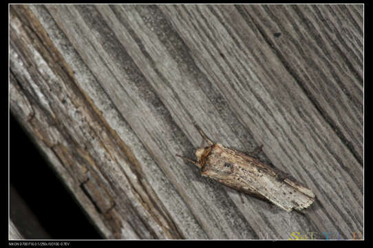 Image de noctuelle putride