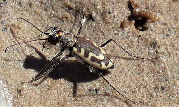 Image of Cicindela (Cicindela) hirticollis corpuscula Rumpp 1962