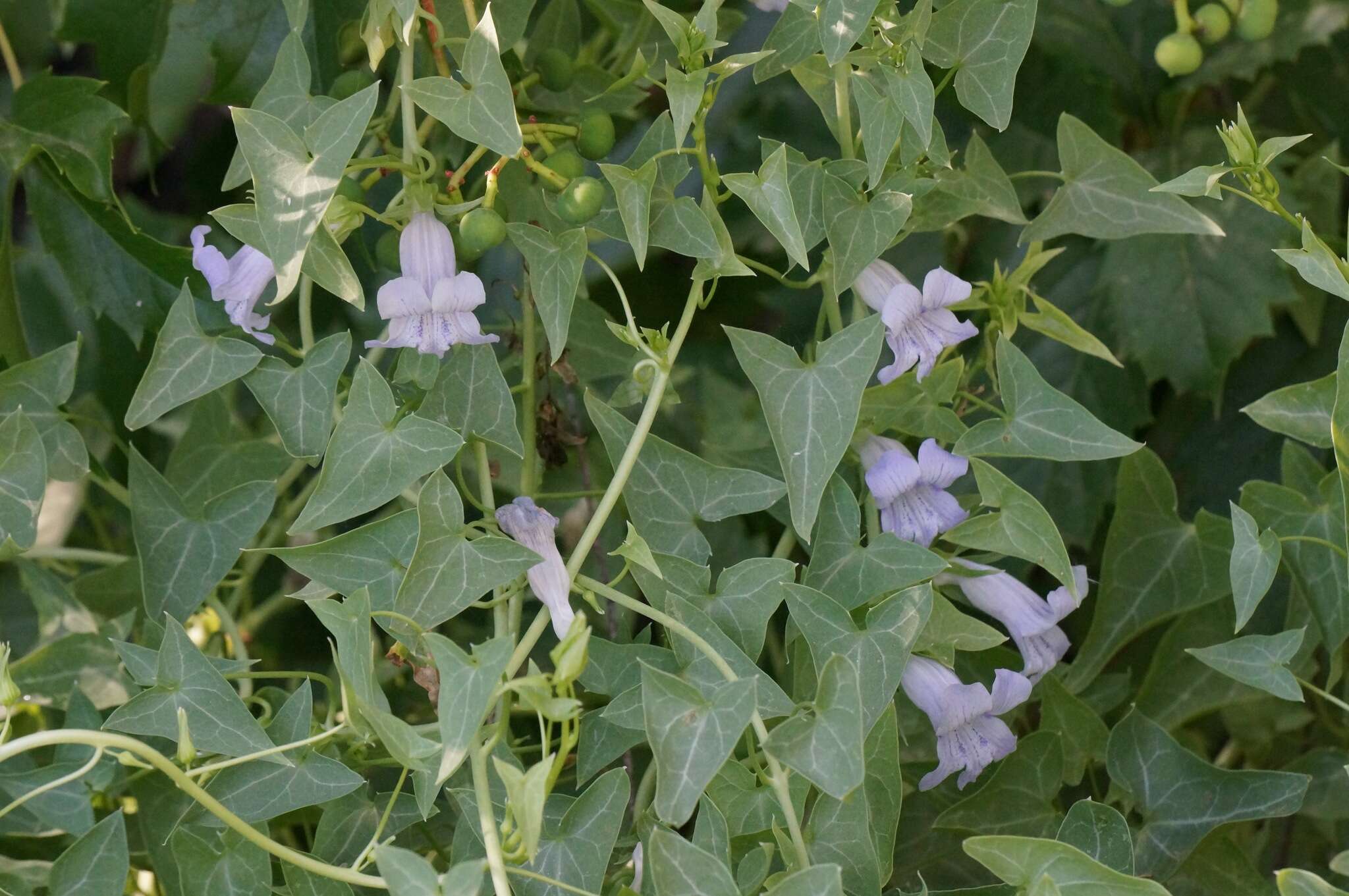 Image of Antirrhinum wislizenii (Engelm. ex A. Gray) Tidestr.