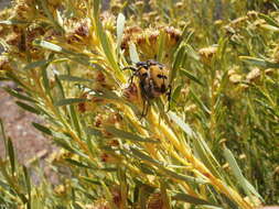 Imagem de Campulipus limbatus (Olivier 1789)