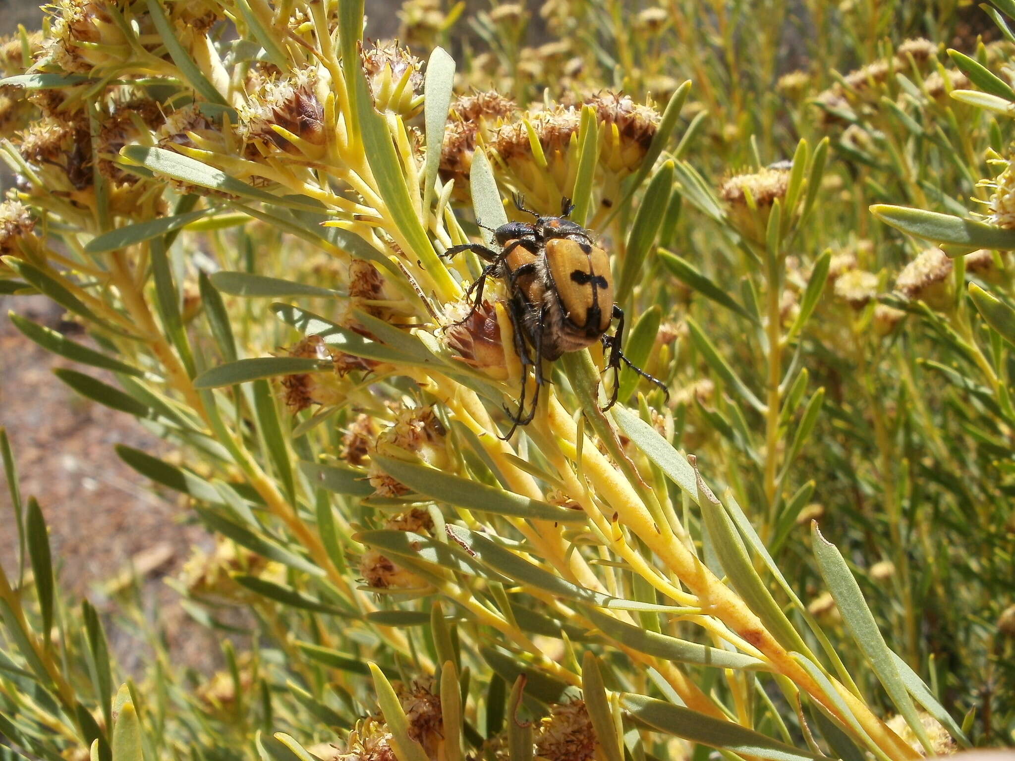 Imagem de Campulipus limbatus (Olivier 1789)