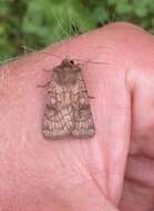 Image of six-striped rustic