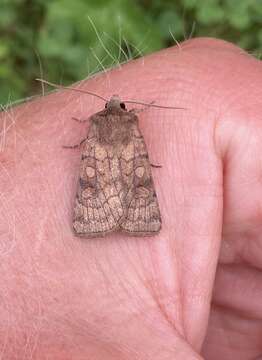 Image of six-striped rustic