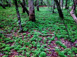 Image of fan clubmoss