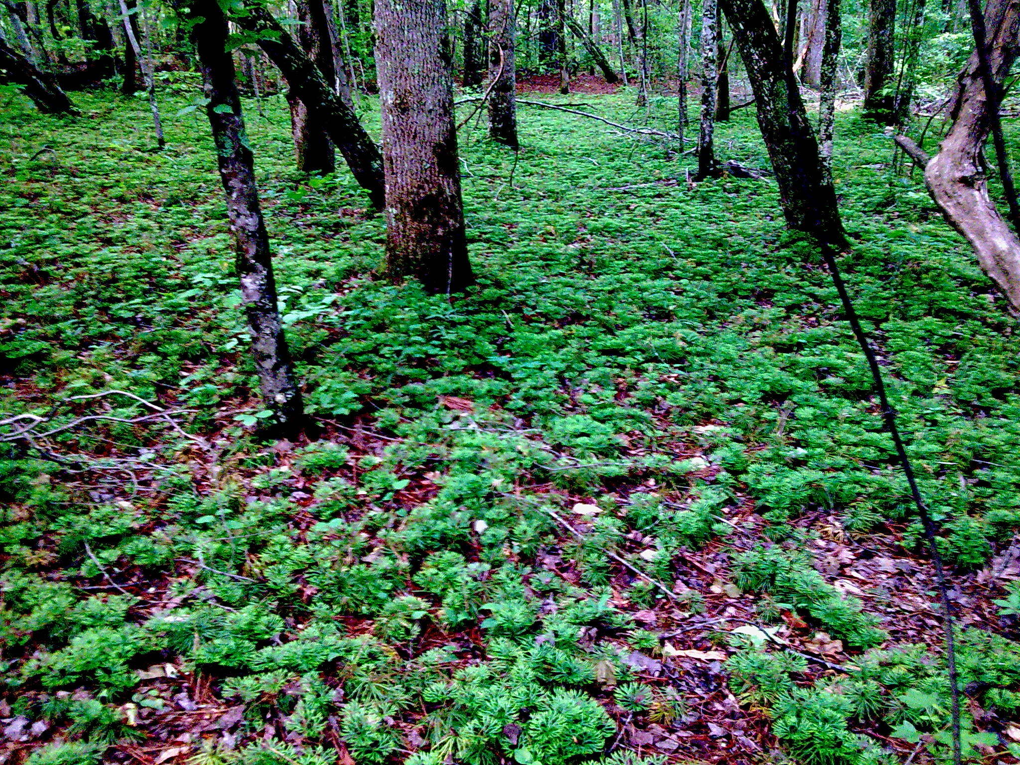 Image of fan clubmoss