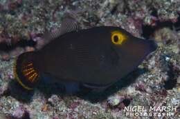 Image of Yellow-eyed leatherjacket