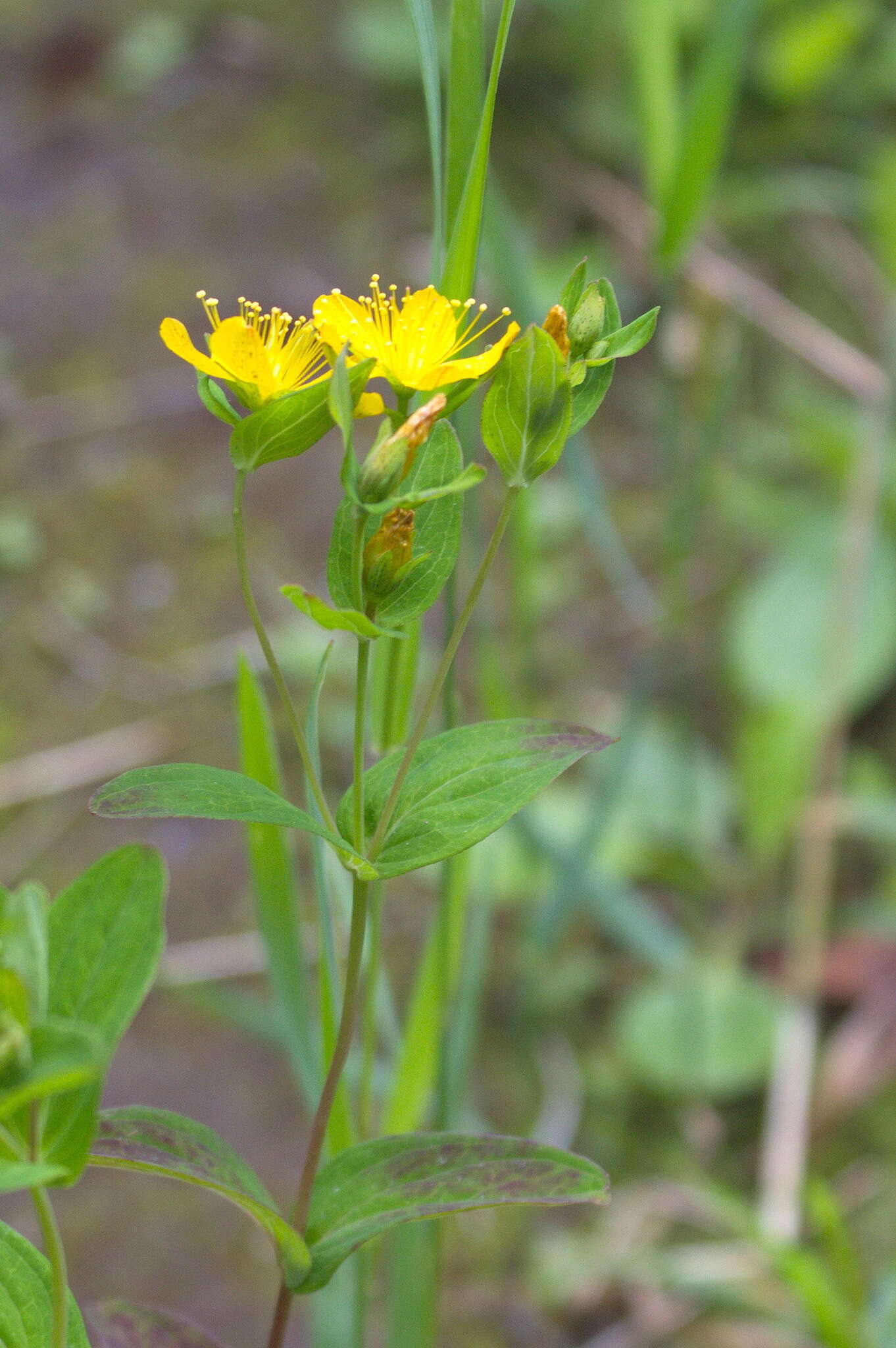 Image de Hypericum kamtschaticum Ledeb.