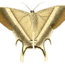 Image of Lyssa patroclus Linnaeus 1758