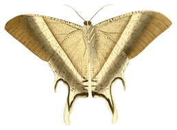 Image of Lyssa patroclus Linnaeus 1758