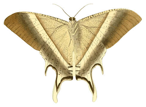 Image of Lyssa patroclus Linnaeus 1758