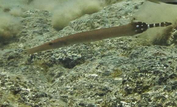 Sivun Aulostomus strigosus Wheeler 1955 kuva