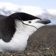 Image of Chinstrap Penguin