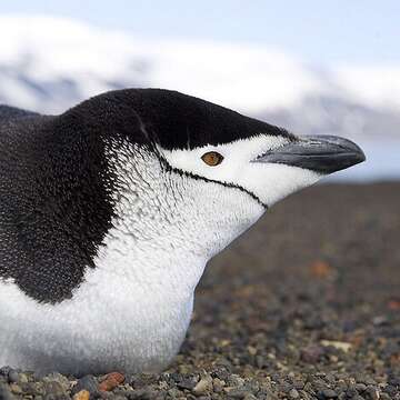 Plancia ëd Pygoscelis antarcticus (Forster & JR 1781)