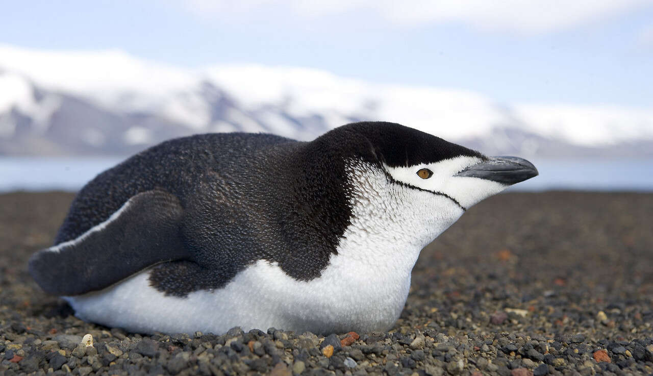 Plancia ëd Pygoscelis antarcticus (Forster & JR 1781)