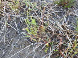 Image of pygmy prairiedawn