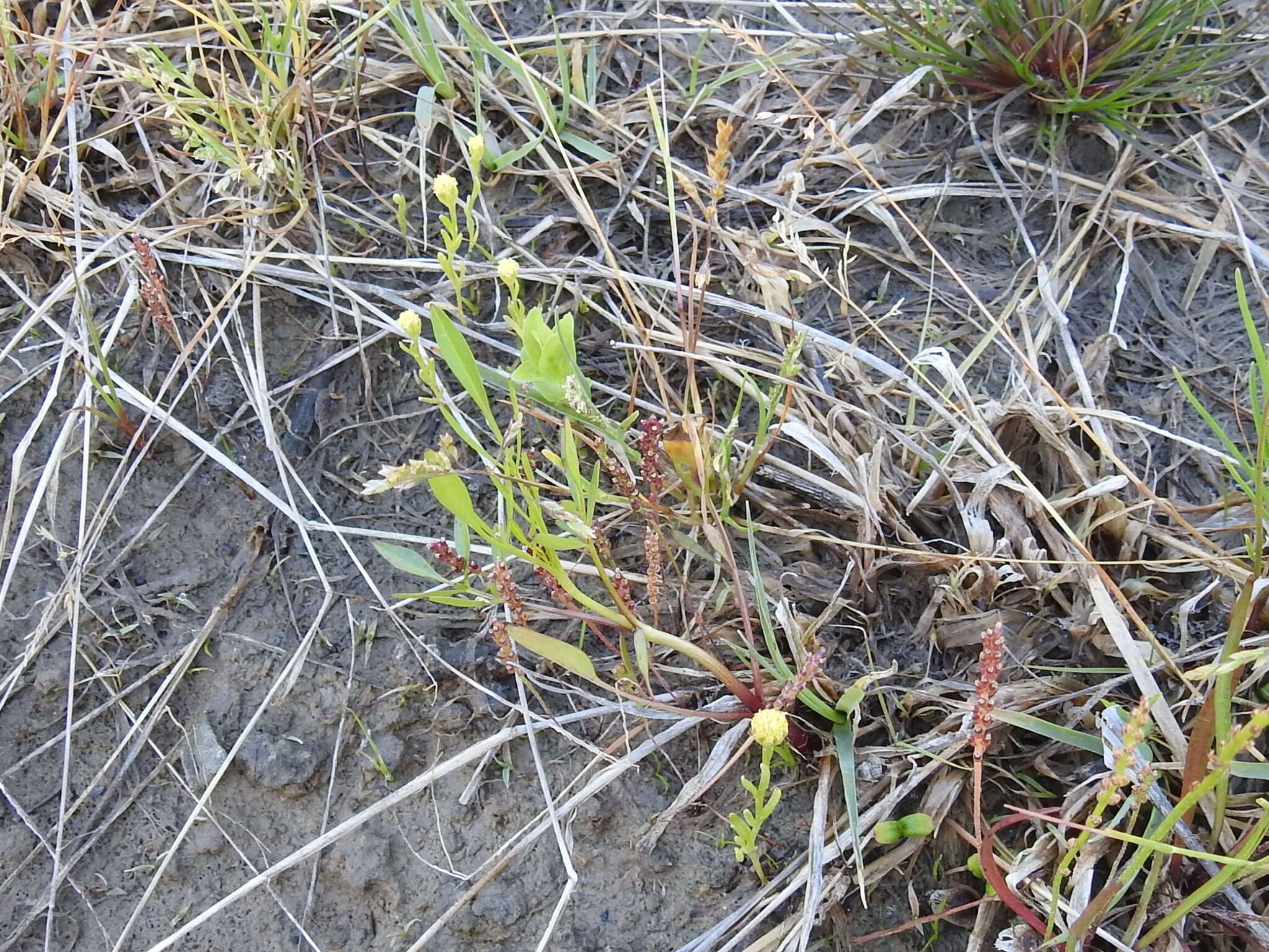 Image of pygmy prairiedawn